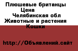 Плюшевые британцы › Цена ­ 3 000 - Челябинская обл. Животные и растения » Кошки   